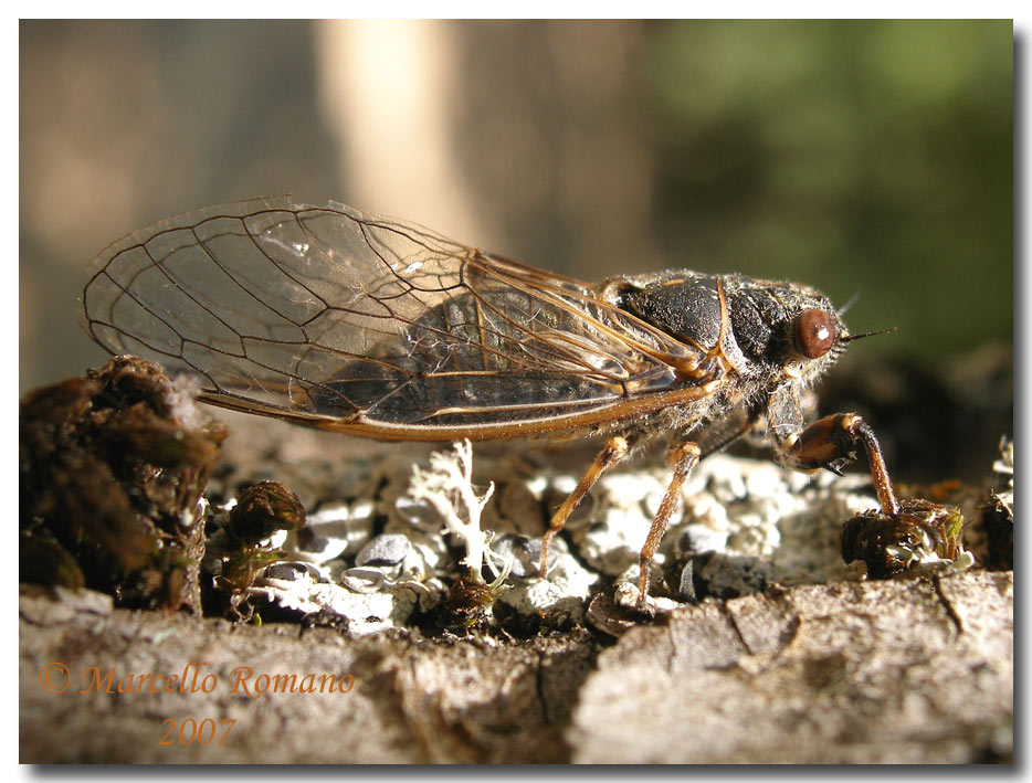 Una piccola cicala Tettigetta dimissa (Homoptera, Cicadidae)